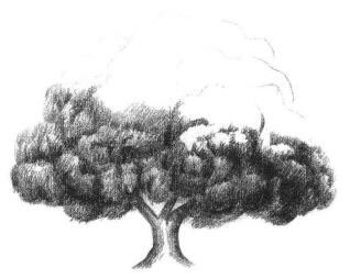 榕树素描画法步骤04