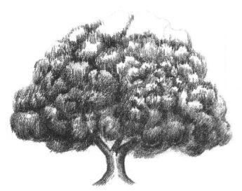 榕树素描画法步骤05