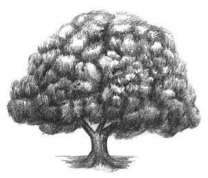 榕树素描画法步骤06