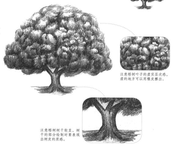 榕树素描画法