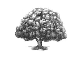 榕树素描画法
