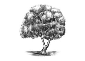 槐树素描画法