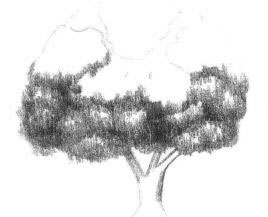 冬青树素描画法步骤02
