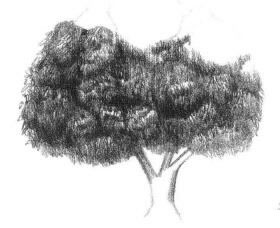 冬青树素描画法步骤04
