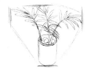 小椰子树素描画法步骤02