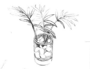 小椰子树素描画法步骤03