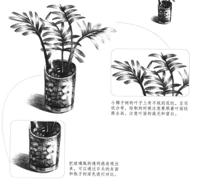 小椰子树素描画法