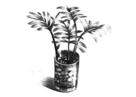 小椰子树素描画法