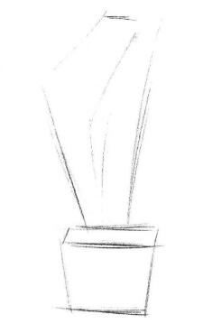 盆栽郁金香素描画法步骤01