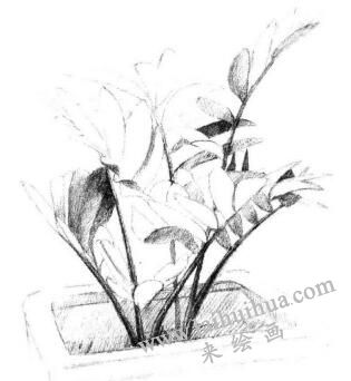 盆栽墨西哥铁树素描画法步骤06
