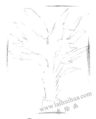盆栽芭蕉树素描画法步骤02