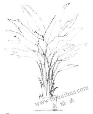 盆栽芭蕉树素描画法步骤03