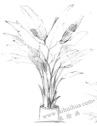 盆栽芭蕉树素描画法步骤04