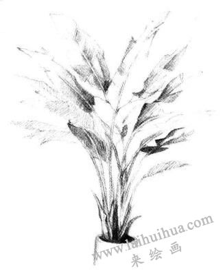 盆栽芭蕉树素描画法步骤05
