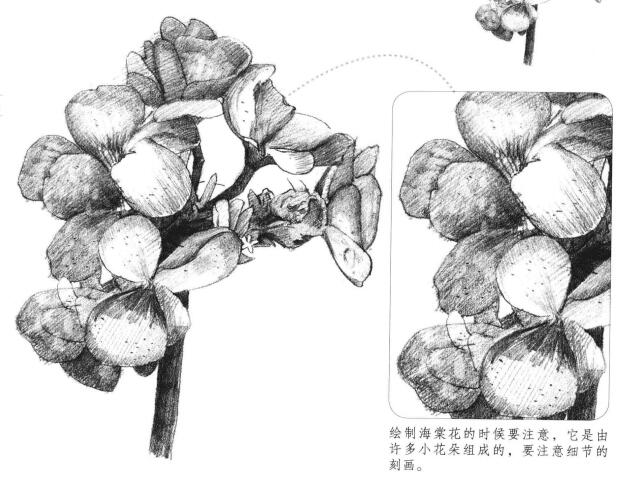 海棠花素描画法
