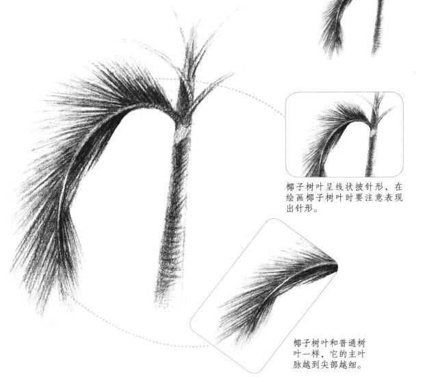 椰子树叶素描画法