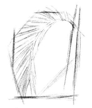 椰子树叶素描画法步骤02