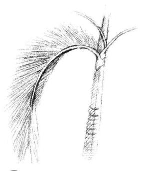 椰子树叶素描画法步骤03