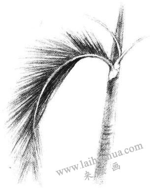 椰子树叶素描画法步骤04