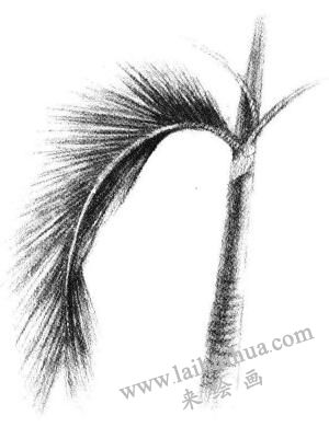 椰子树叶素描画法步骤05