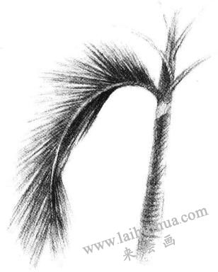 椰子树叶素描画法步骤06