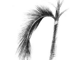 椰子树叶素描画法