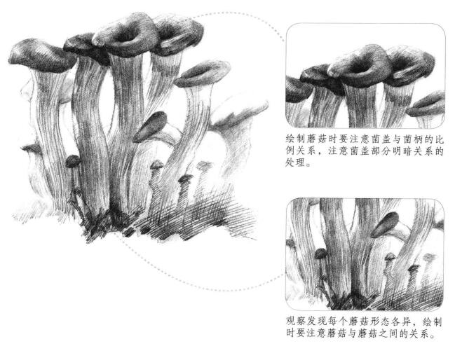 蘑菇素描画法步骤