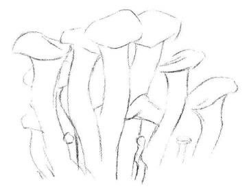 蘑菇素描画法步骤01