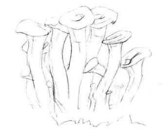 蘑菇素描画法步骤02