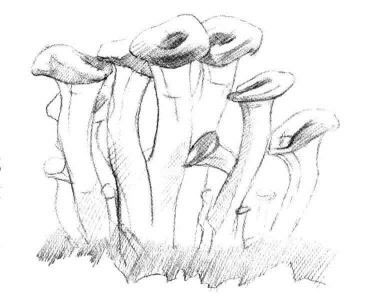 蘑菇素描画法步骤03