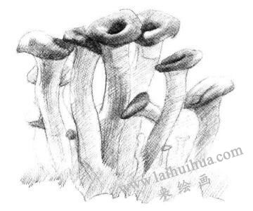 蘑菇素描画法步骤04