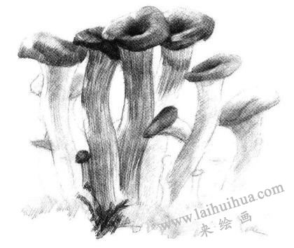 蘑菇素描画法步骤05