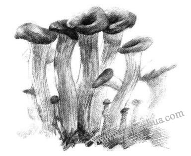 蘑菇素描画法步骤06