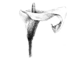 马蹄花花瓣素描画法