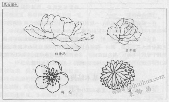 花卉白描画法的基本结构：花头图例