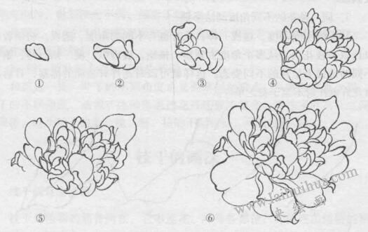 花卉白描画法的基本结构