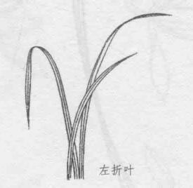 白描兰花叶子的画法步骤06：左折叶