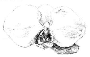 蝴蝶兰花瓣素描画法步骤04