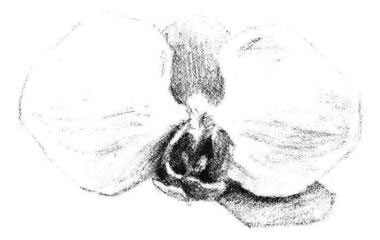 蝴蝶兰花瓣素描画法步骤05