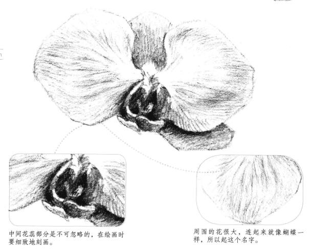 蝴蝶兰花瓣素描画法