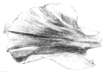 牡丹花瓣素描画法步骤04