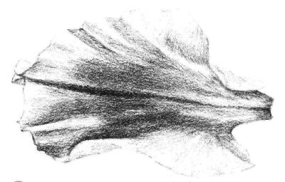 牡丹花瓣素描画法步骤06