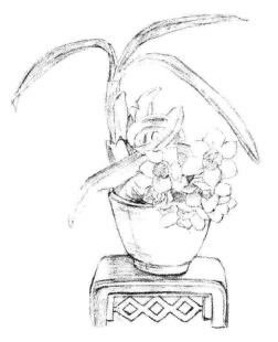 小盆栽水仙花素描画法步骤04