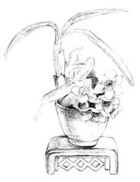 小盆栽水仙花素描画法步骤06