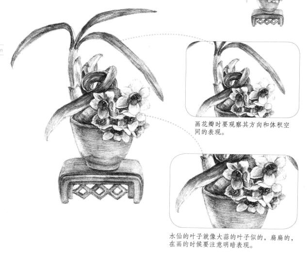 水仙花素描画法