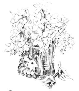 小盆栽木盆花卉素描画法步骤06