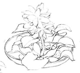 小盆栽水浮莲素描画法步骤03
