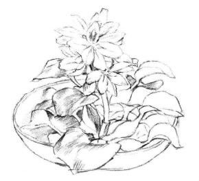 小盆栽水浮莲素描画法步骤04