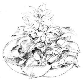 小盆栽水浮莲素描画法步骤05