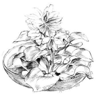 小盆栽水浮莲素描画法步骤06
